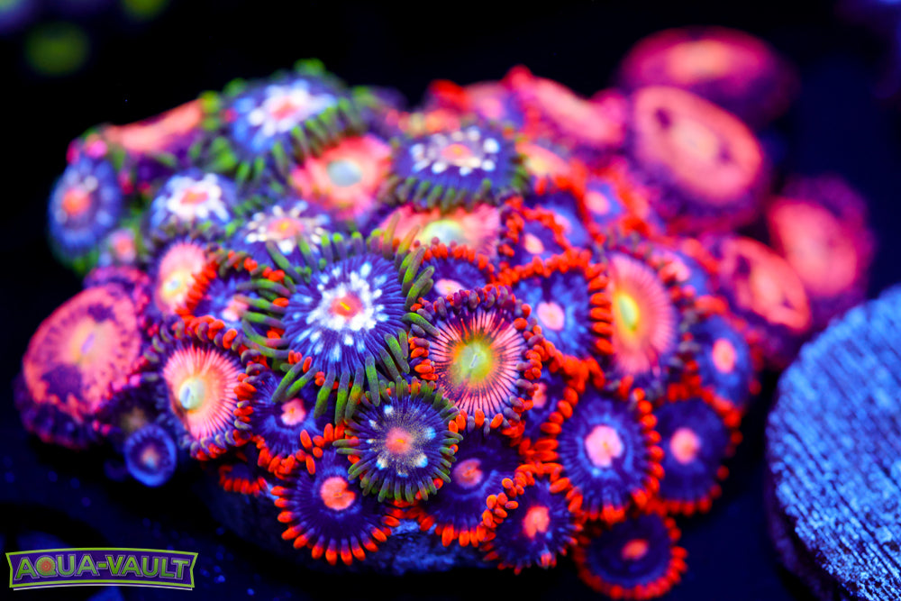 Mixed Zoa Colony