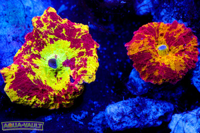 Pair Jawbreaker & Reverse Eclectus $$$$$