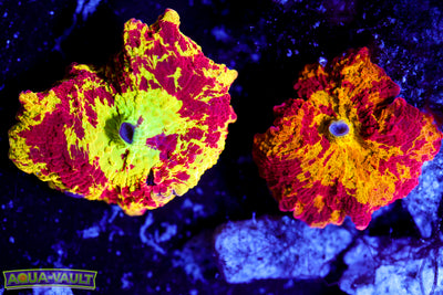 Pair Jawbreaker & Reverse Eclectus $$$$$