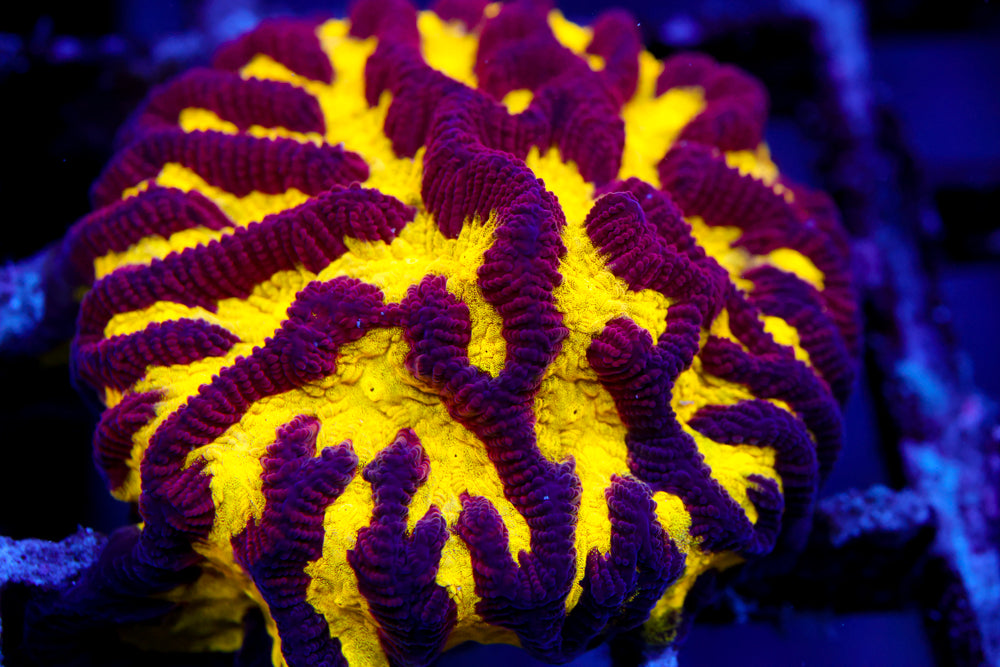 CV Black and Yellow Platygyra