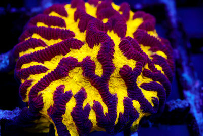 CV Black and Yellow Platygyra