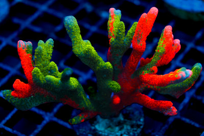 WWC Contraband Digitata