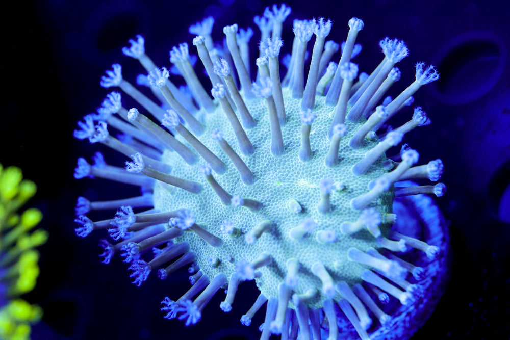 Common Toadstool Leather