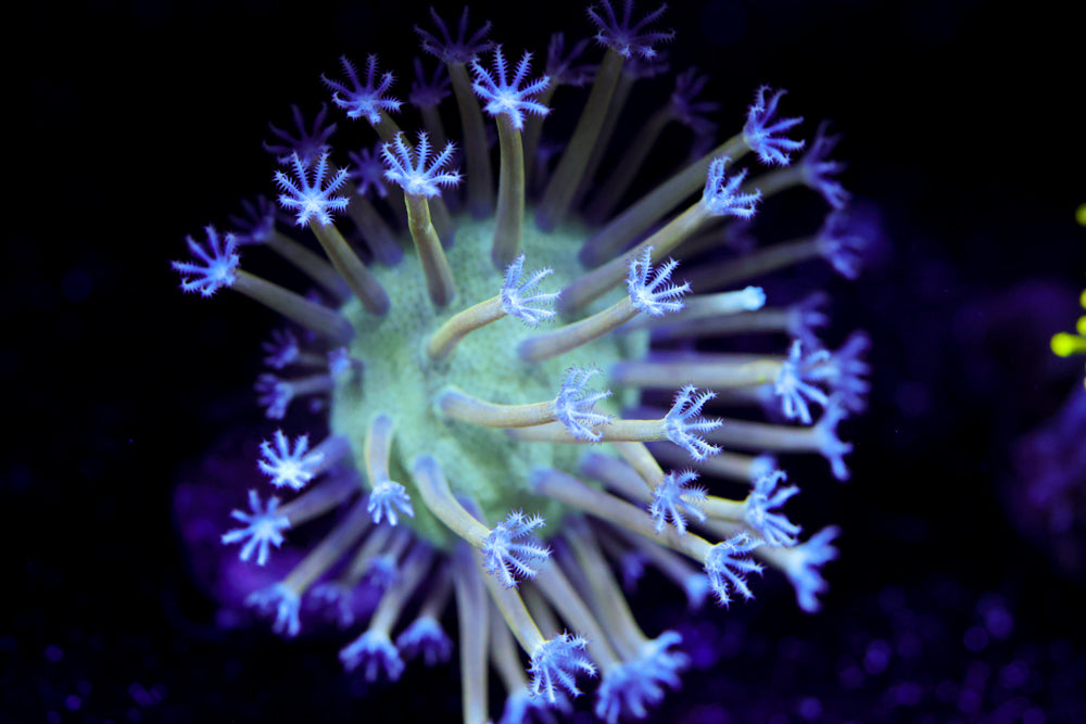 Mini Blue Toadstool Leather