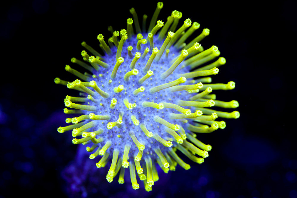 Neon Toadstool Leather