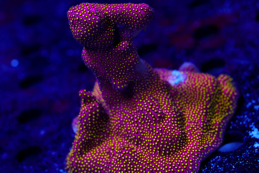 Electric Daisy Stylo Encrusted Mermaid