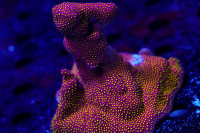 Electric Daisy Stylo Encrusted Mermaid