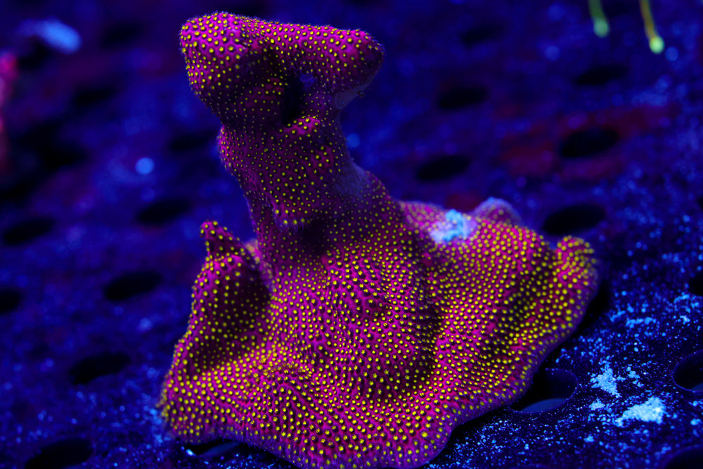 Electric Daisy Stylo Encrusted Mermaid