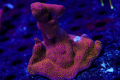 Electric Daisy Stylo Encrusted Mermaid