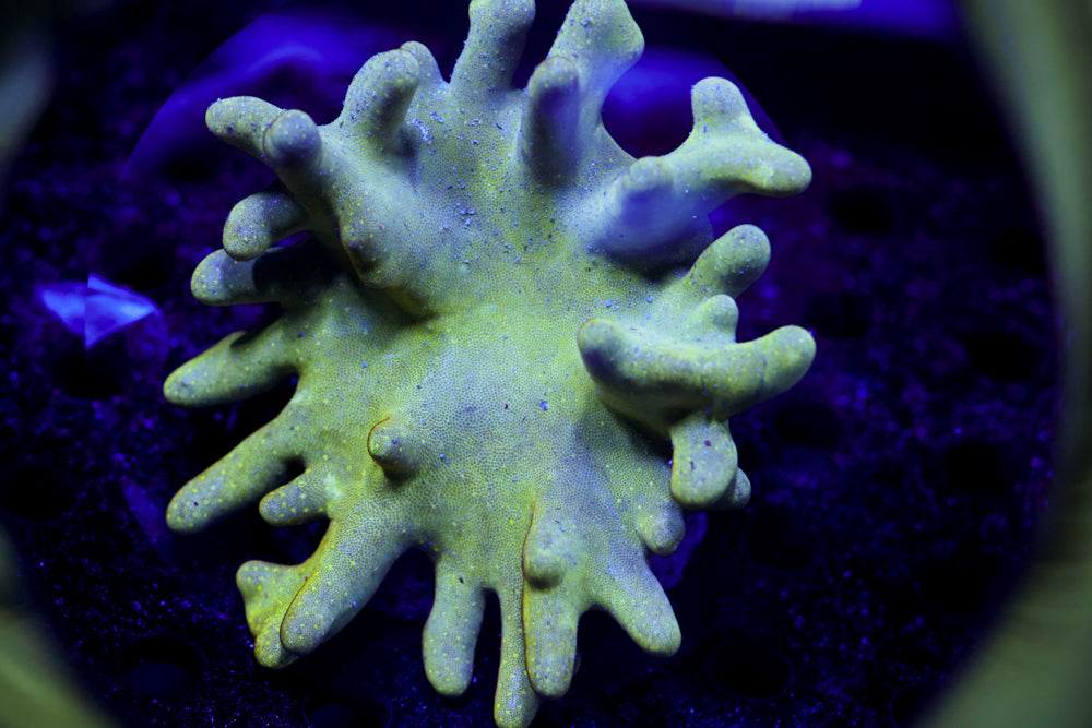 Devil's Hand Leather Colony 4"+