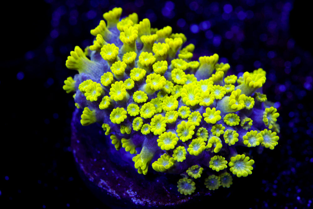 CV Grouch Micro Alveopora
