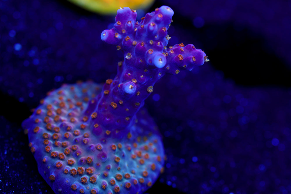 ARC Fireworks Acropora 1