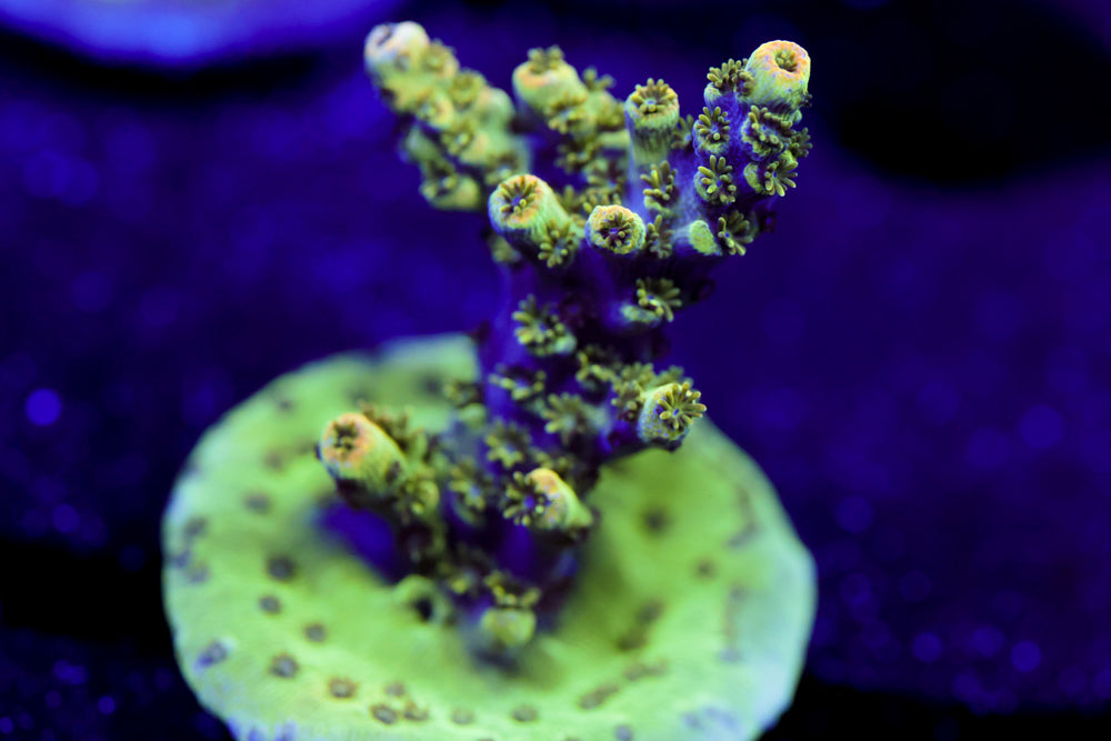 Bill Murray Acropora