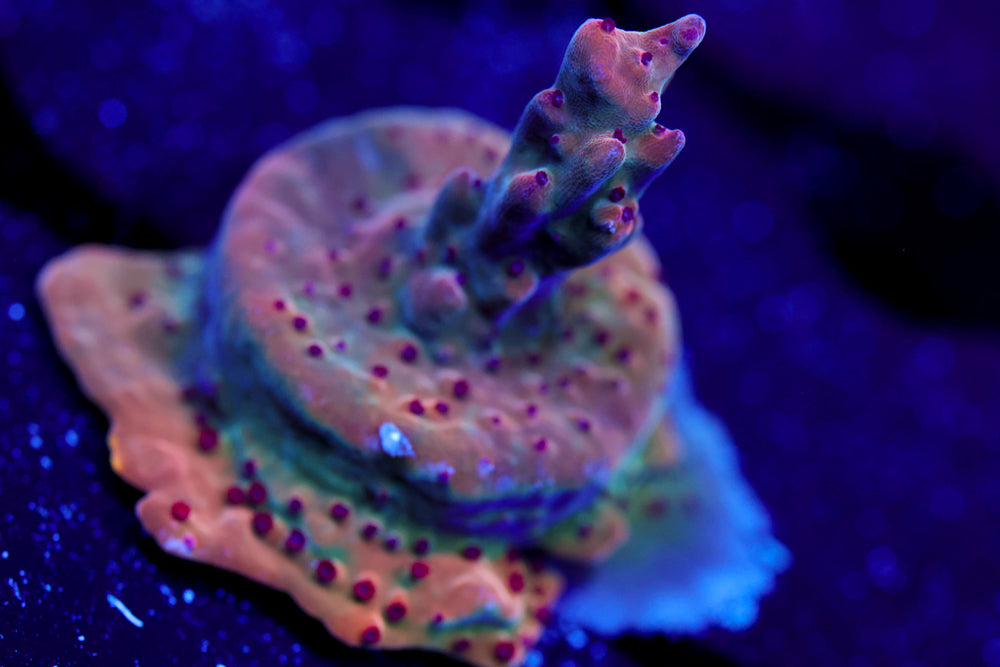 JF Fox Flame Acropora