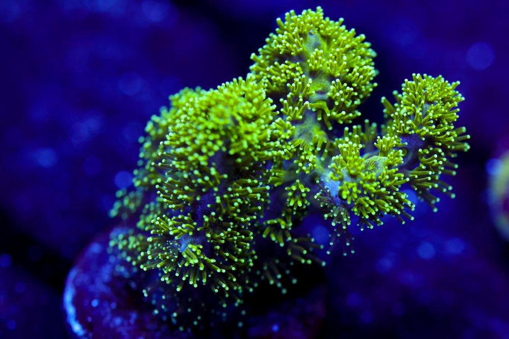 Radiactive Pocillopora 1