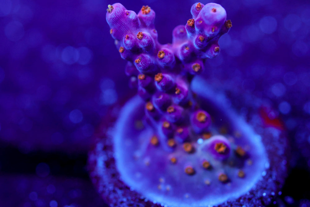 ARC Fireworks Acropora 2