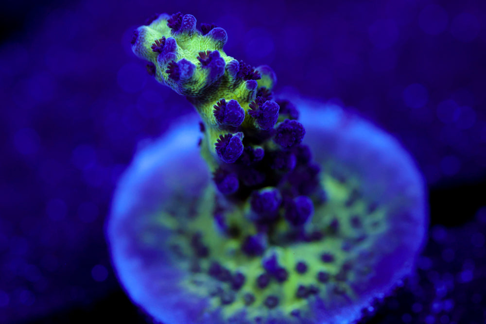 Grape Ape Acropora