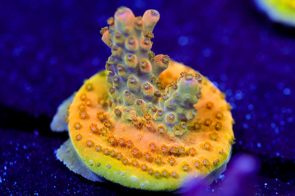 TGC Orange Creamcicle Acropora 1