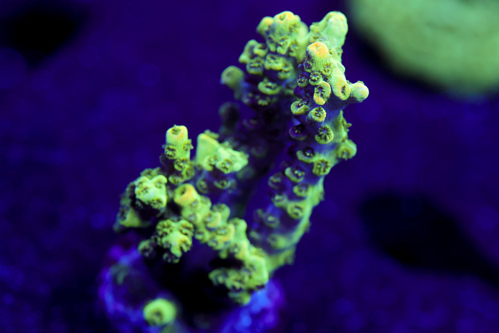 TSA Dan Aykroyd Acropora