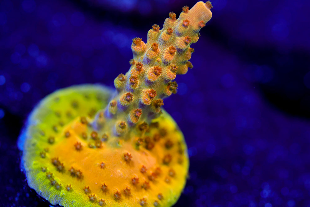 TGC Orange Creamcicle Acropora 2