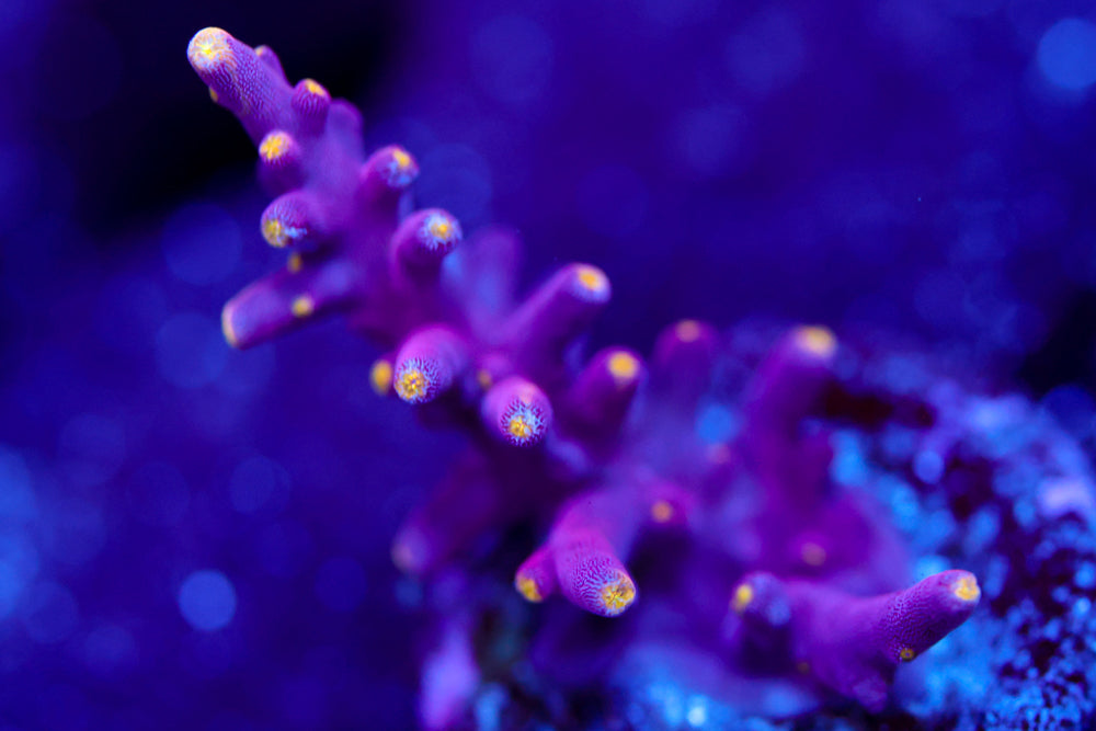 WWC Little Red Ferrari Acropora