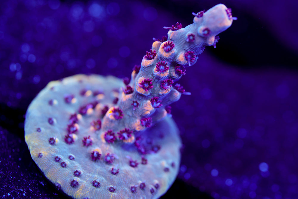 RMF Tiger's Blood Acropora 1