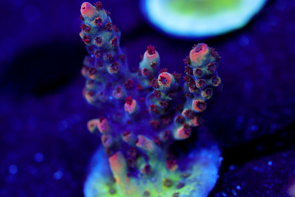 WWC Heartbreaker Acropora