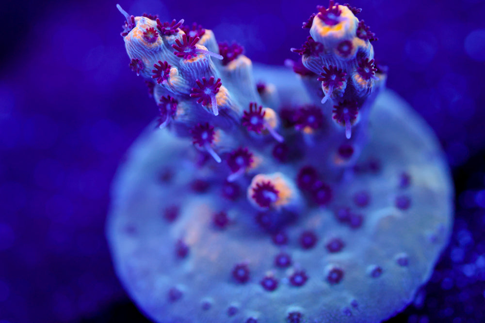 RMF Tiger's Blood Acropora 2