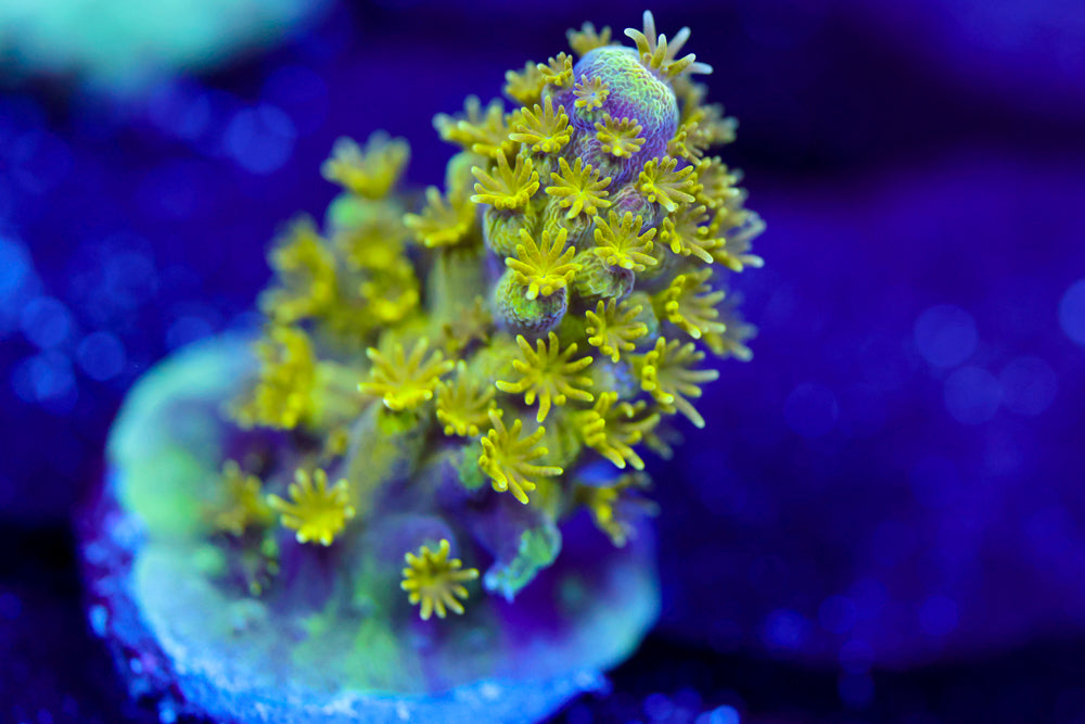 CV First Night Acropora