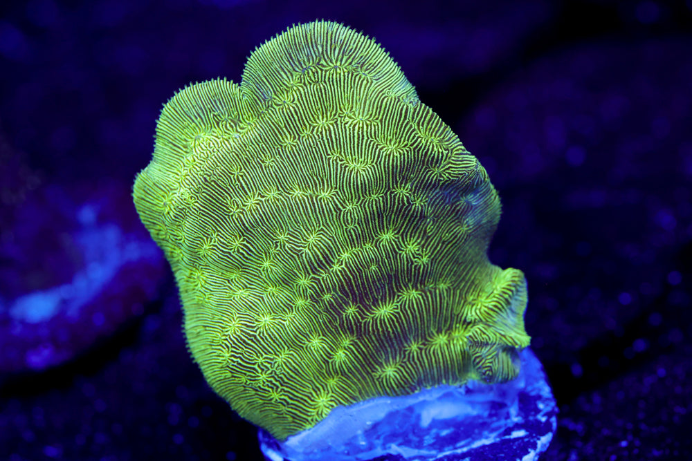 ORA Mint Chip Pavona