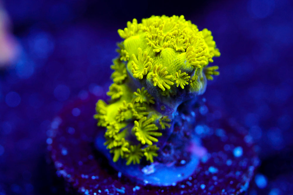 CV The Hulk Acropora