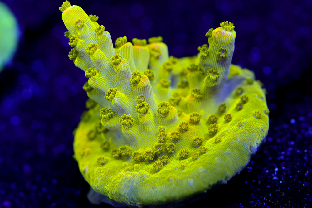 Pink Paletta Acropora