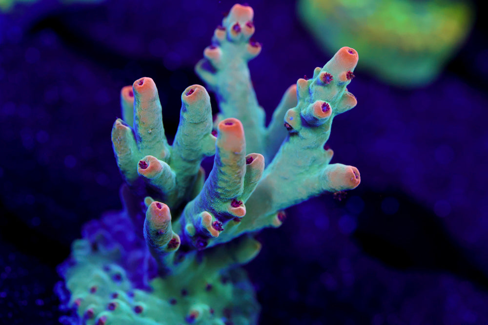 BC Angelica Acropora