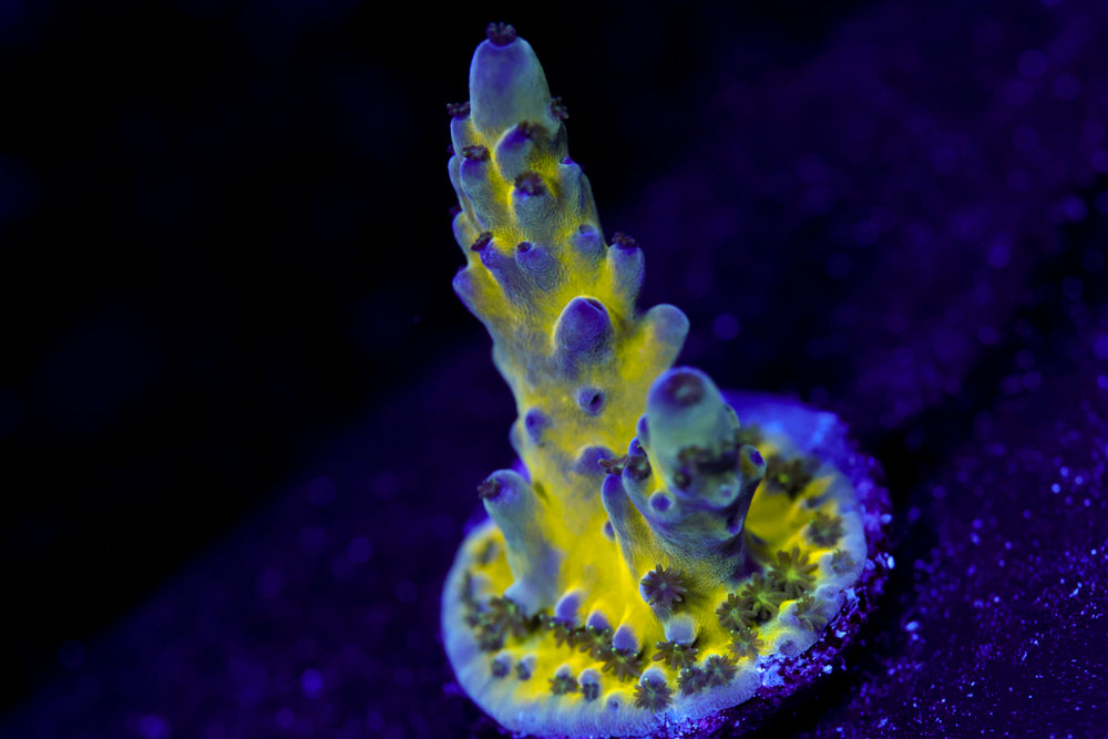 Nick's Purple Passion Acropora