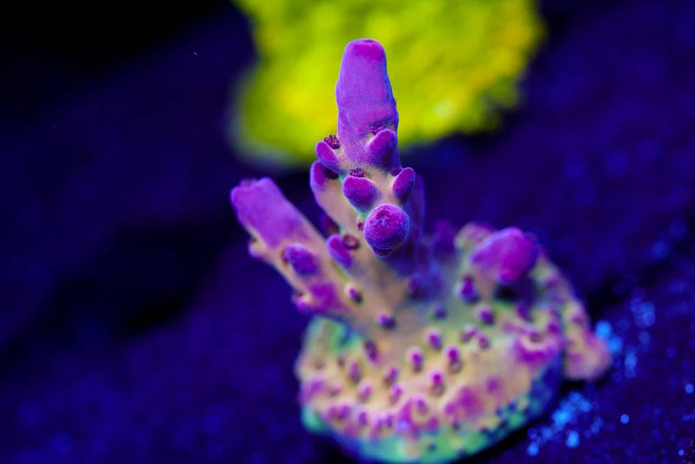 CC Hellboy Acropora