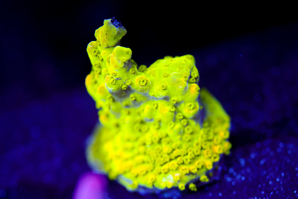 WWC Shocktart Acropora