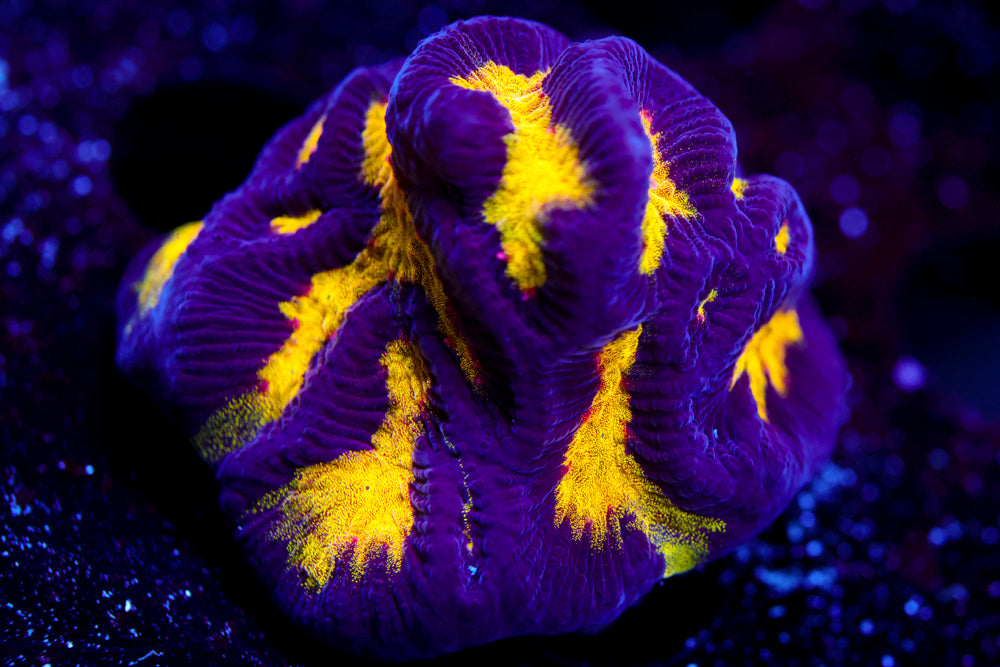 Black and Yellow Platygyra Mini Colony