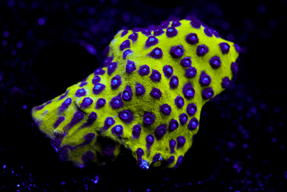 Master PPE Cyphastrea Mini Colony