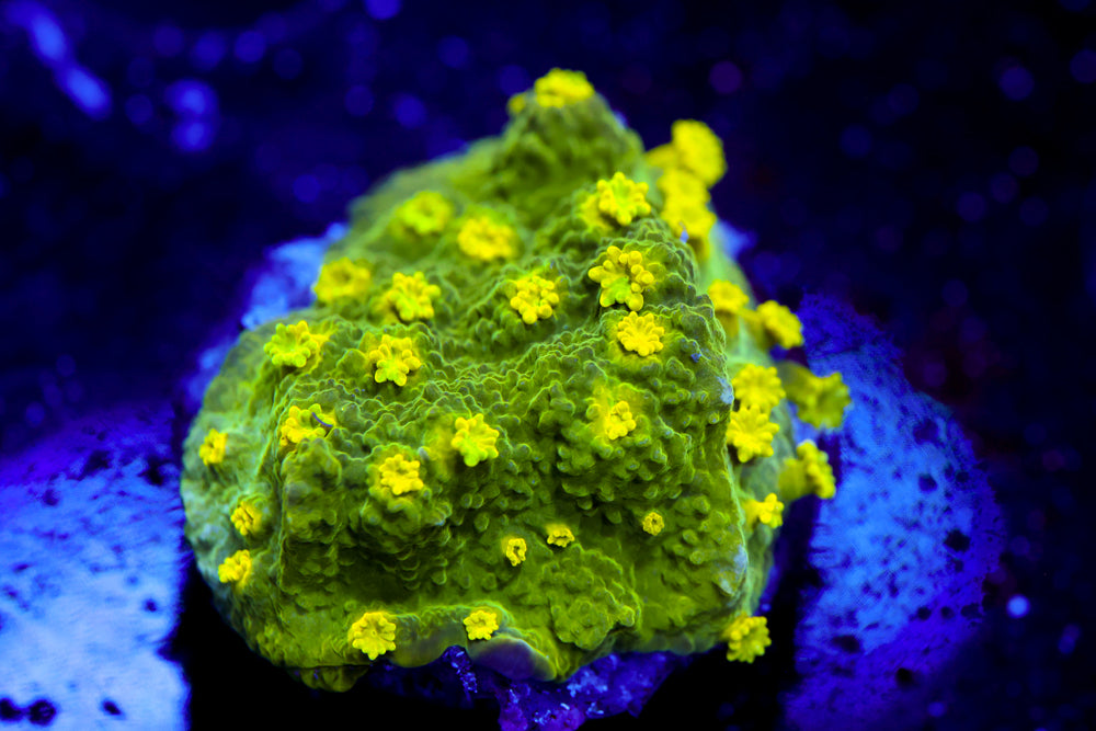 Glow Worm Astreopora