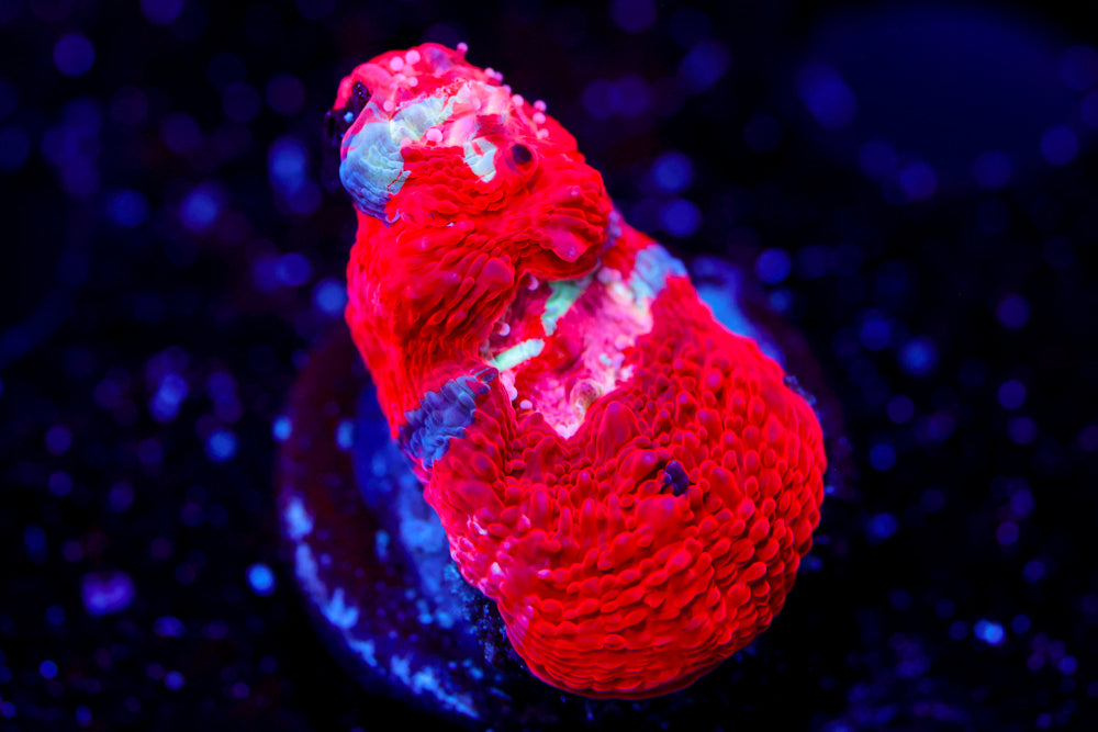 CV War Paint Bowerbanki $$$$