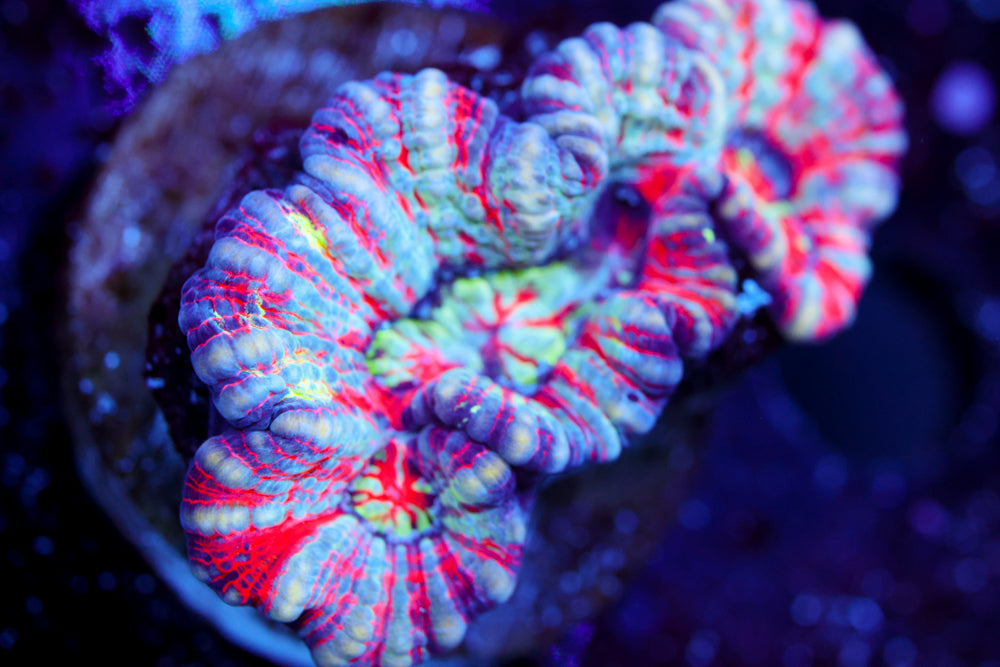 Hawaiian Wilsonii 1 (Aquacultured)