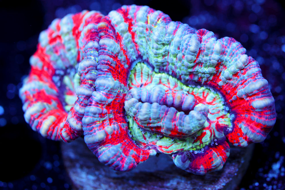 Hawaiian Wilsonii 2 (Aquacultured)