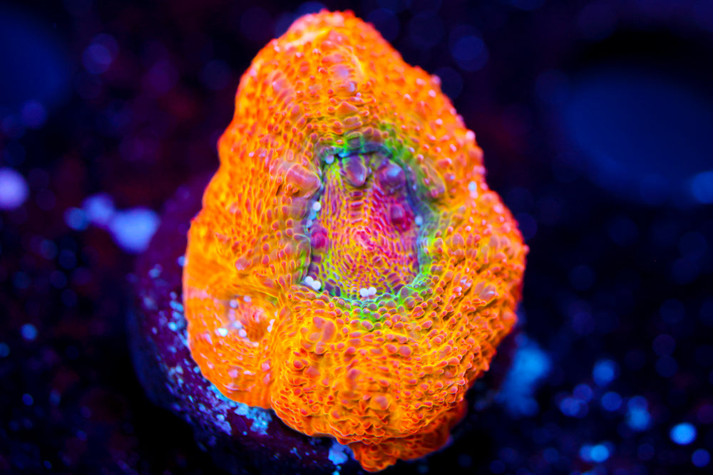 CV Afterburner Bowerbanki