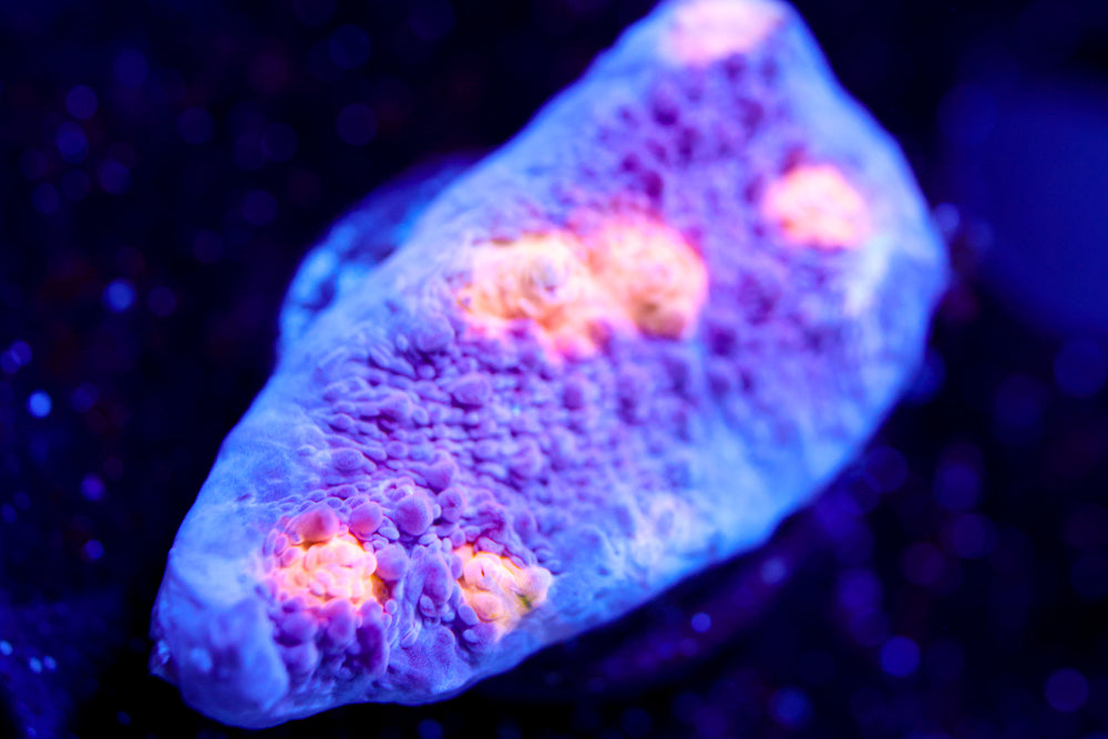 Easter Egg Chalice 1