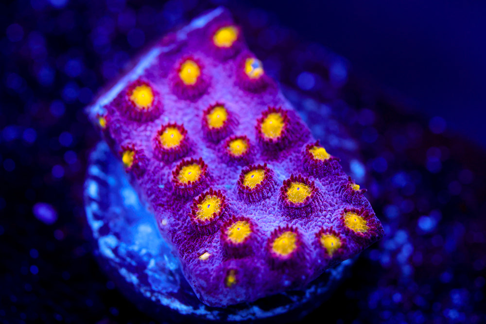 Bling Bling Cyphastrea