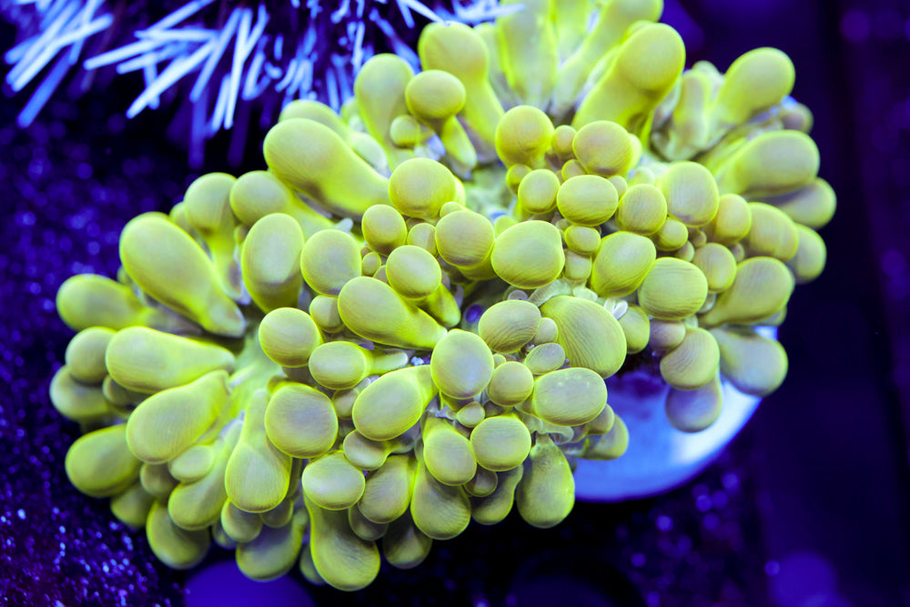 Maze Bubble Coral 2