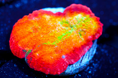 ARC Ludicrous Chalice