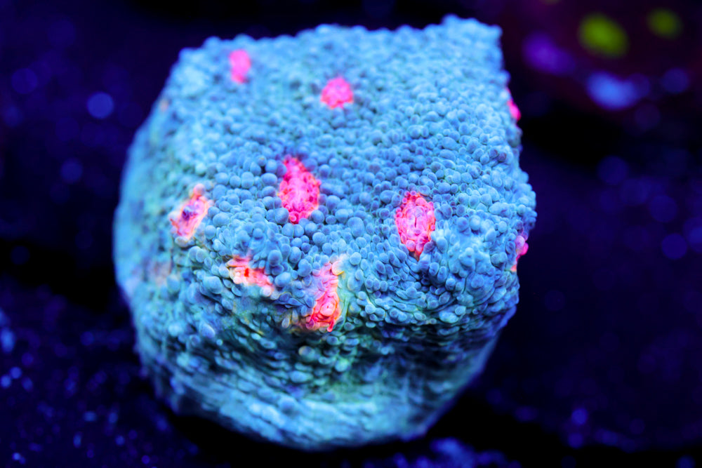 Miami Hurricane Chalice