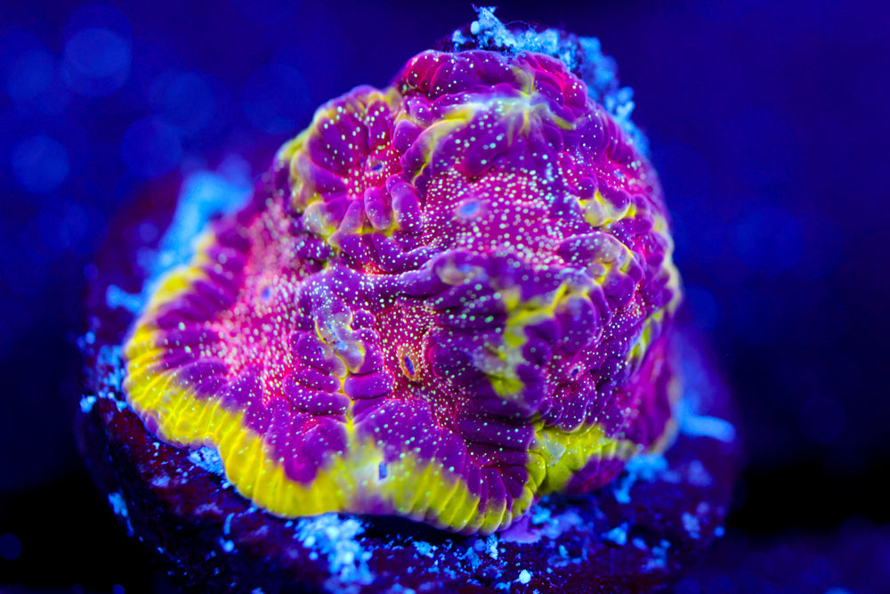 WWC Blood Diamond Favia