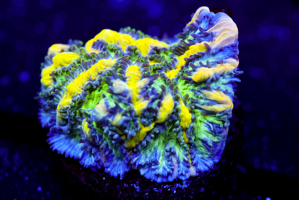 CV Emerald City Hydnophora